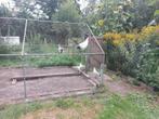 Zilverpel haantje, Dieren en Toebehoren, Pluimvee, Mannelijk, Kip