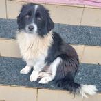 PRACHTIG, MENSGERICHT, LIEF TEEFJE, BIMBA KLEIN MIDDELMAATJE, Dieren en Toebehoren, Honden | Niet-rashonden, 15 weken tot 1 jaar