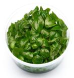 Mooie volle In-Vitro Cups mossen en planten, Overige typen, Zoetwatervis
