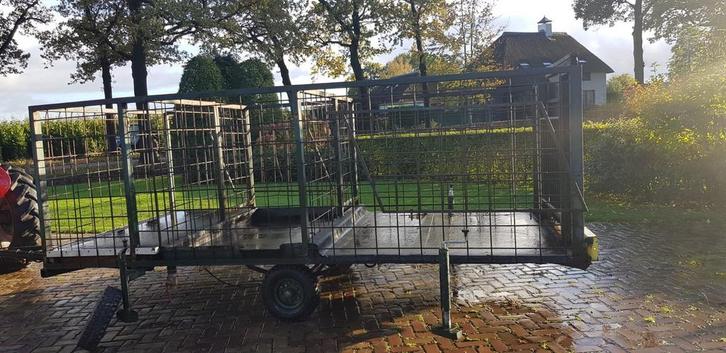 Veekar, Dieren en Toebehoren, Schapen, Geiten en Varkens, Schaap, Meerdere dieren