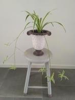 Sierlijke bloempot met een Graslelie plant., Ophalen, Overige soorten, Minder dan 100 cm