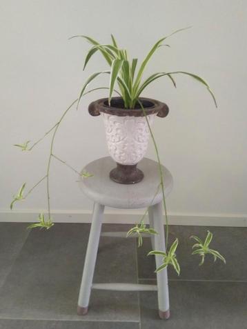Sierlijke bloempot met een Graslelie plant. beschikbaar voor biedingen