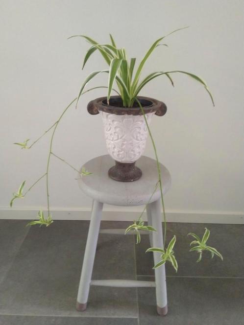 Sierlijke bloempot met een Graslelie plant., Huis en Inrichting, Kamerplanten, Overige soorten, Minder dan 100 cm, Ophalen