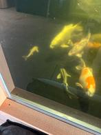 2 steuren 40cm grijs en albino, Steur