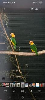 1 koppel roestkoppen te koop, Dieren en Toebehoren, Vogels | Parkieten en Papegaaien, Meerdere dieren, Parkiet