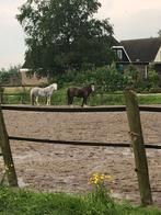 Welshpony's te koop ( merries), Dieren en Toebehoren, Pony's, Merrie, B pony (1.17m tot 1.27m), 3 tot 6 jaar