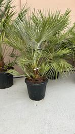 Chamaerops humilis palmboom, Tuin en Terras, Planten | Bomen, Zomer, Volle zon, Ophalen of Verzenden, Palmboom