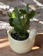 Lidcactus wit/roze in pot, Overige soorten, In pot, Minder dan 100 cm, Bloeiende kamerplant