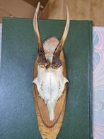Gewei en schedel van een Ree-Bok op houten wandbordje, Verzamelen, Dierenverzamelingen, Gebruikt, Hert, Verzenden, Schedel