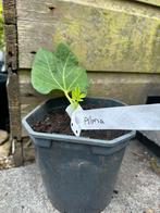 Vijg vijgenplant “Alma”, Tuin en Terras, Planten | Fruitbomen, Ophalen of Verzenden, Minder dan 100 cm, Overige soorten