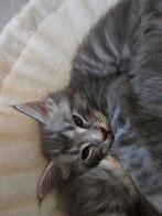 Mainecoon kittens te koop