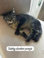 Europese korthaar X Noorse boskat kittens, Dieren en Toebehoren, Katten en Kittens | Raskatten | Korthaar, Meerdere dieren, Ontwormd