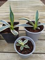 Agave, Tuin en Terras, Planten | Tuinplanten, Ophalen of Verzenden, Overige soorten, Bloeit niet, Volle zon