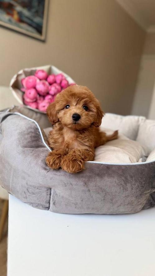 Premium maltipoo f2 pup reutje micro, Dieren en Toebehoren, Honden | Chihuahua's en Gezelschapshonden, Reu, Overige rassen, Particulier