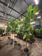 Ficus Lyrata op stam – 200-300 cm hoog, Ophalen, Ficus, Halfschaduw, 200 cm of meer