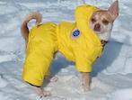 Dekreu Chihuahua – gezonde en sociale reu (2,5 jaar), Dieren en Toebehoren, Rabiës (hondsdolheid), Reu, 1 tot 2 jaar, Eén hond