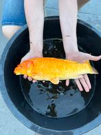 Puntgave Kohaku Koi Karper 55cm, Karper of Koi