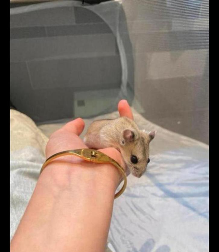 Chinese dwerghamster, Dieren en Toebehoren, Knaagdieren, Mannelijk, Hamster, Juli