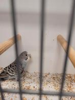 Te koop grasparkiet, Dieren en Toebehoren, Vogels | Parkieten en Papegaaien, Mannelijk, Parkiet