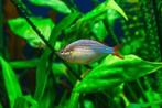 Diamantregenboogvis (Melanotaenia praecox), Dieren en Toebehoren, Vis, Zoetwatervis