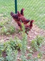 Rhode red island hanen (ruilen of kopen), Dieren en Toebehoren, Pluimvee, Mannelijk, Kip