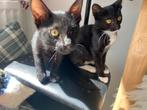 Twee prachtige kittens, Dieren en Toebehoren, Katten en Kittens | Overige Katten, Kater
