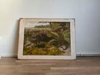 Vintage Schoolplaat - Reptielen, Ophalen, Natuur en Biologie