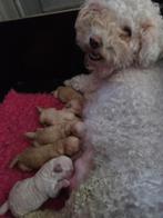 Mooie maltipoos te koop, Parvo, 8 tot 15 weken, Meerdere, Meerdere dieren