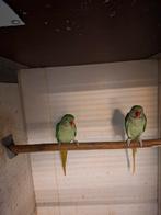 Alexander parkieten met dna, Dieren en Toebehoren, Vogels | Parkieten en Papegaaien, Meerdere dieren, Parkiet, Geringd