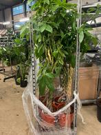 Pachira aquatica – 200cm, Huis en Inrichting, Ophalen