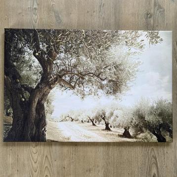 Canvas 60x40 cm - Olijfboom in zonlicht beschikbaar voor biedingen