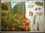 Varens, mossen en paddenstoelen (Vliegenzwam), Antiek en Kunst, Ophalen