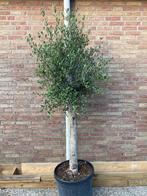 Mooie lange 200cm Olijfboom - Winterhard  - #olijfboom, 100 tot 250 cm, Olijfboom, Zomer, Ophalen