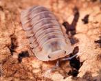 Isopods cubaris ice flower, Dieren en Toebehoren, Overige soorten