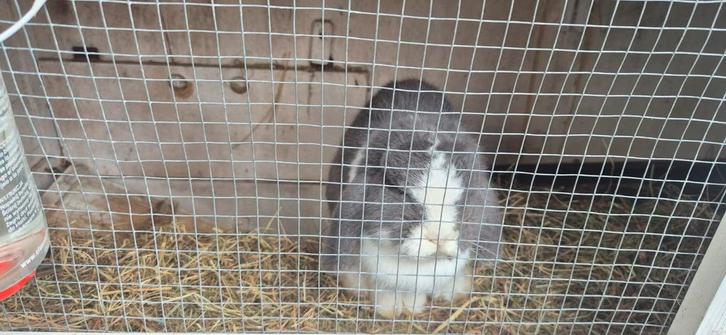 Hangoordweg konijn, Dieren en Toebehoren, Konijnen, Dwerg, Mannelijk, 3 tot 5 jaar, Hangoor