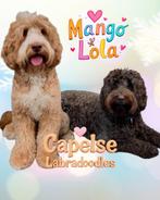 Australian Labradoodles geboren op nieuwjaarsdag, Dieren en Toebehoren, Nederland, Rabiës (hondsdolheid), Overige rassen, 8 tot 15 weken