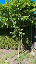 Walmoten boom walnoot okkernoot notelaar 2,5 meter hoog, Tuin en Terras, Planten | Bomen, Ophalen of Verzenden, Volle zon, Overige soorten