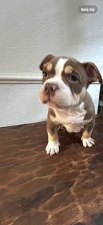 Pocket puppy met stamboom, Rabiës (hondsdolheid), Reu, 8 tot 15 weken, Meerdere