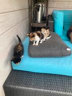 Jonge poesjes/ kittens, Dieren en Toebehoren, Katten en Kittens | Overige Katten, Poes, Kortharig, 0 tot 2 jaar