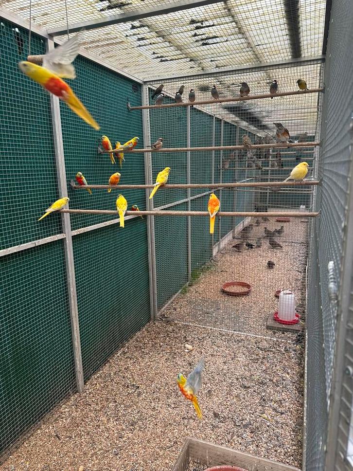 Te koop gevraagd veel soorten vogels, Dieren en Toebehoren, Vogels | Kanaries, Kleurkanarie, Meerdere dieren