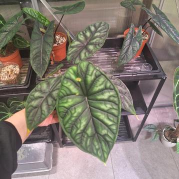ACTIEPRIJS Alocasia dragon scale  beschikbaar voor biedingen