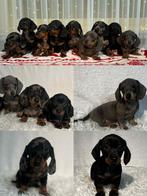 Korthaar dwerg teckel pups, Overige rassen, CDV (hondenziekte), 8 tot 15 weken, Meerdere