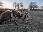bonte schapen ram, Dieren en Toebehoren, Schapen, Geiten en Varkens, Mannelijk, Schaap, 0 tot 2 jaar