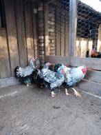 Wyandotte zilverzwartgezoomd., Dieren en Toebehoren, Pluimvee, Meerdere dieren, Kip