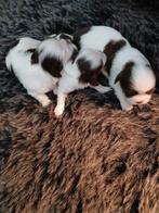 shihtzu pups, Dieren en Toebehoren, Honden | Chihuahua's en Gezelschapshonden, Rabiës (hondsdolheid), Overige rassen, 8 tot 15 weken
