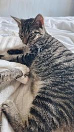 Streepjes kitten (kater) zoekt huisje, Dieren en Toebehoren, Katten en Kittens | Overige Katten, Kater