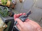 0-1 koolmees mutatie, Dieren en Toebehoren, Vogels | Overige Vogels, Vrouwelijk, Wildzangvogel, Geringd