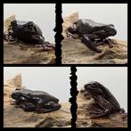 Koraalteenboomkikker - litoria caerulea, Amfibie, Tam, 0 tot 2 jaar