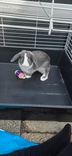 Konijn te koop, moet met spoed weg, Rex hangoor/dwergkonijn, Dieren en Toebehoren, Konijnen, Vrouwelijk, Middelgroot, Hangoor