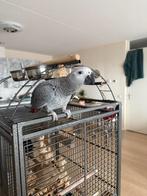 Grijze roodstraat papegaai te koop, Dieren en Toebehoren, Vogels | Parkieten en Papegaaien, Geslacht onbekend, Papegaai, Pratend